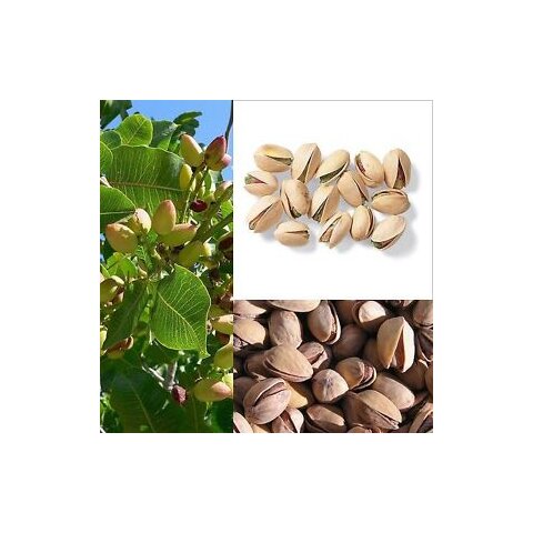 Pistácia 60/80 cm, v črepníku 10l Pistacia