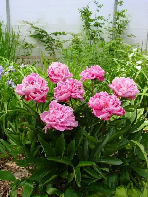 Pivónia Alexander Fleming, v črepníku Paeonia lactiflora