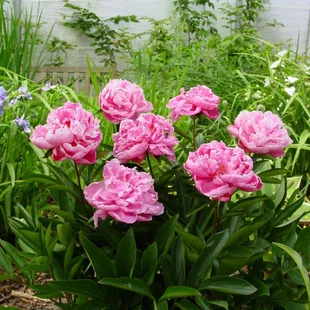 Pivónia Alexander Fleming, v črepníku Paeonia lactiflora
