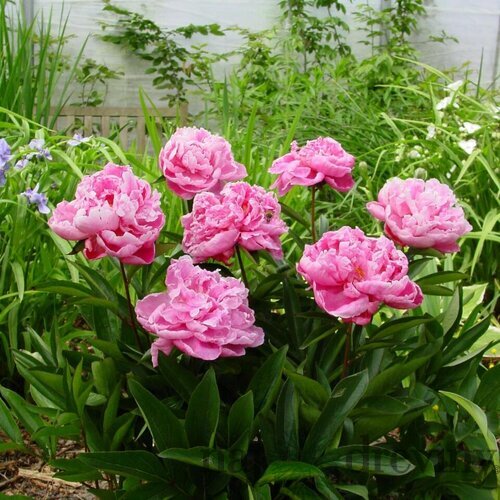 Pivónia Alexander Fleming, v črepníku Paeonia lactiflora