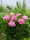 Pivónia Alexander Fleming, v črepníku Paeonia lactiflora