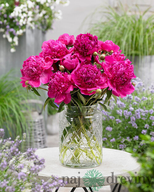 Pivónia Felix Crousse 30/50 cm , v črepníku 3l Paeonia