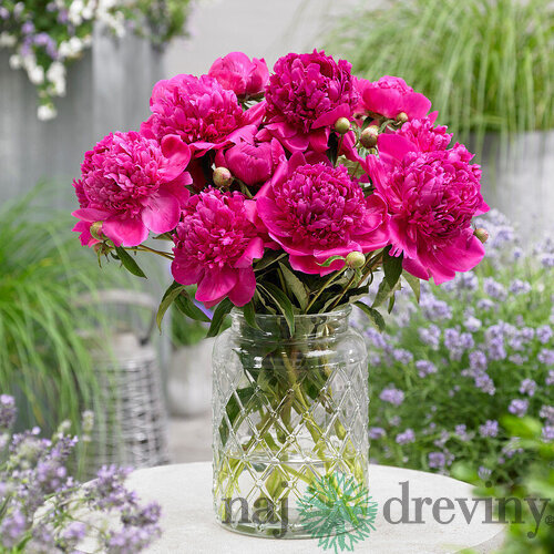 Pivónia Felix Crousse 30/50 cm , v črepníku 3l Paeonia