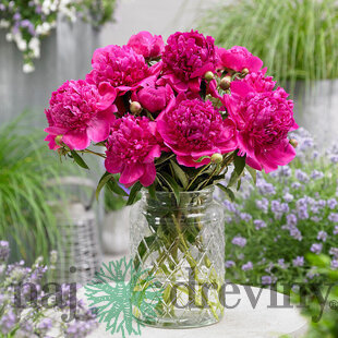 Pivónia Felix Crousse 30/50 cm , v črepníku 3l Paeonia