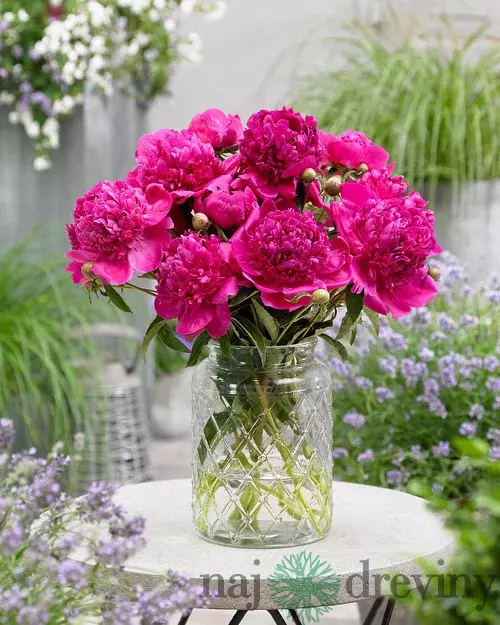 Pivónia Felix Crousse 30/50 cm , v črepníku 3l Paeonia