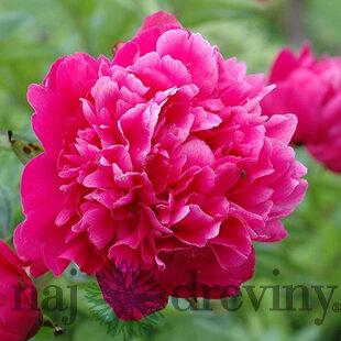 Pivónia Kansas výška 30/50 cm, v črepníku 3l Paeonia ‘Kansas‘