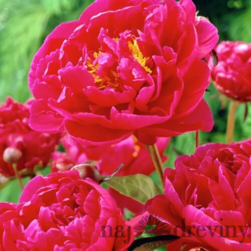 Pivónia Karl Rosenfield 30/40 cm , v črepníku 3 l Paeonia lactiflora