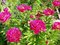 Pivónia Karl Rosenfield 30/40 cm , v črepníku 3 l Paeonia lactiflora