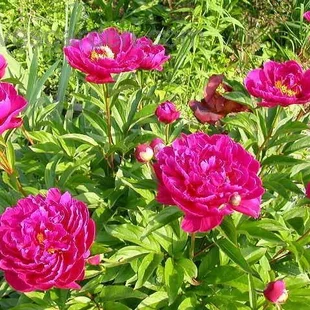 Pivónia Karl Rosenfield 30/40 cm , v črepníku 3 l Paeonia lactiflora