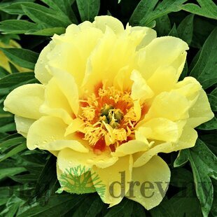 Pivónia krovitá Bartzella 30/50 cm, v črepníku 3l Paeonia suffruticosa