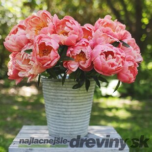 Pivónia krovitá ‘Coral Charm‘, 30/50  cm, v črepníku 3l Paeonia ‘Coral Charm‘