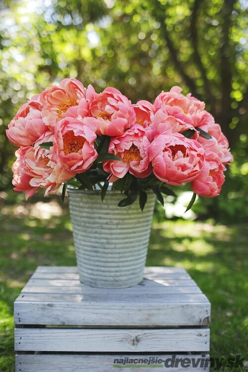 Pivónia krovitá ‘Coral Charm‘, 30/50  cm, v črepníku 3l Paeonia ‘Coral Charm‘
