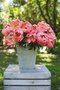 Pivónia krovitá ‘Coral Charm‘, 30/50  cm, v črepníku 3l Paeonia ‘Coral Charm‘