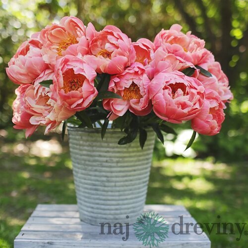 Pivónia krovitá ‘Coral Charm‘, 30/50  cm, v črepníku 3l Paeonia ‘Coral Charm‘