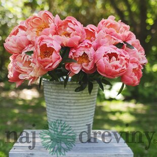 Pivónia krovitá ‘Coral Charm‘, 30/50  cm, v črepníku 3l Paeonia ‘Coral Charm‘