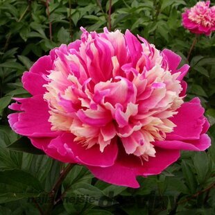 Pivónia krovitá DAYDREAM ‘Xuan Li Duo Cai‘, výška 40/60 cm, v črepníku 3l Paeonia