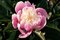 Pivónia krovitá EVENING DREAM ‘Chun Xiao‘ 30/40 cm v črepníku b3l Paeonia EVENING DREAM ‘Chun Xiao‘