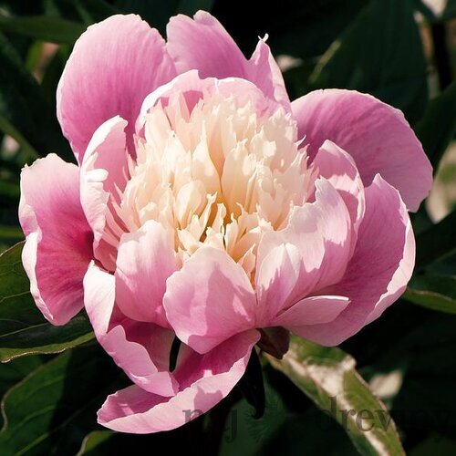 Pivónia krovitá EVENING DREAM ‘Chun Xiao‘ 30/40 cm v črepníku b3l Paeonia EVENING DREAM ‘Chun Xiao‘