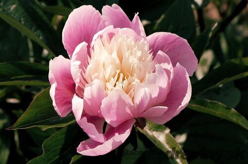 Pivónia krovitá EVENING DREAM ‘Chun Xiao‘ 30/40 cm v črepníku b3l Paeonia EVENING DREAM ‘Chun Xiao‘
