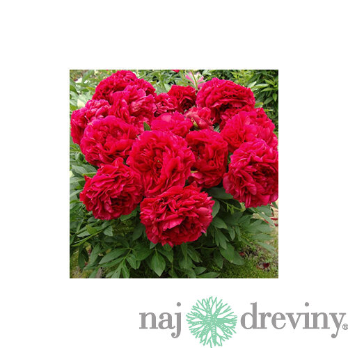 Pivónia krovitá Henry Bockstoce , v črepníku 3l Paeonia suffruticosa