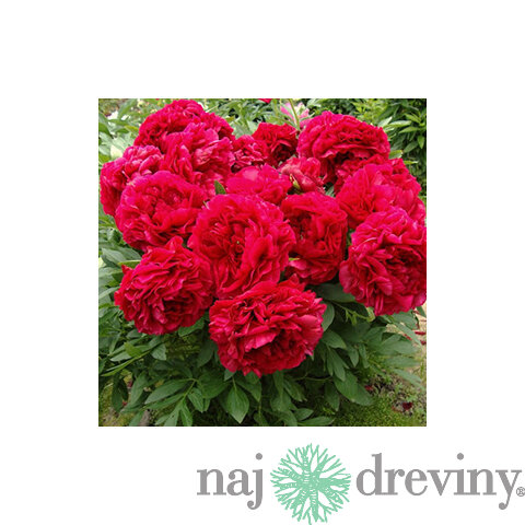 Pivónia krovitá Henry Bockstoce , v črepníku 3l Paeonia suffruticosa