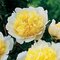 Pivónia krovitá Jan van Leeuwen, výška 30/+ cm, v črepníku 3l Paeonia suffruticosa