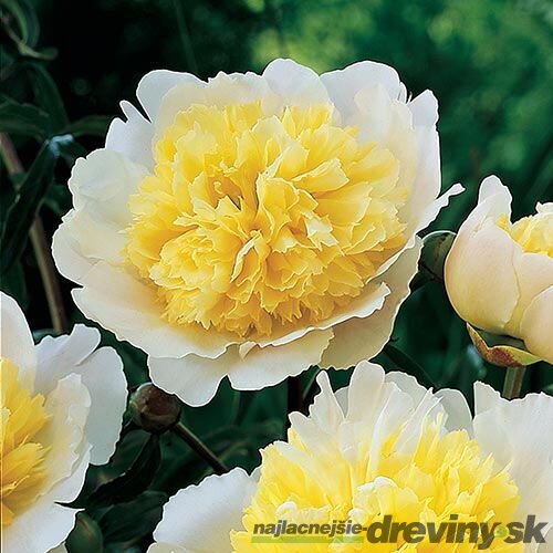 Pivónia krovitá Jan van Leeuwen, výška 30/+ cm, v črepníku 3l Paeonia suffruticosa