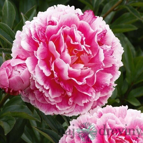 Pivónia krovitá Koningin Wilhelmina, výška 30/+ cm, v črepníku 3l Paeonia suffruticosa