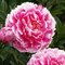 Pivónia krovitá Koningin Wilhelmina, výška 30/+ cm, v črepníku 3l Paeonia suffruticosa