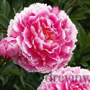 Pivónia krovitá Koningin Wilhelmina, výška 30/+ cm, v črepníku 3l Paeonia suffruticosa