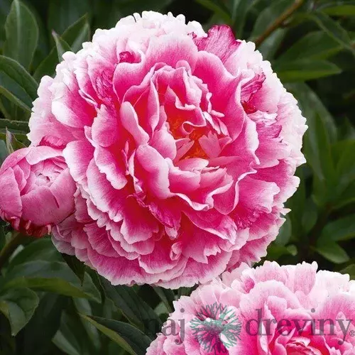 Pivónia krovitá Koningin Wilhelmina, výška 30/+ cm, v črepníku 3l Paeonia suffruticosa