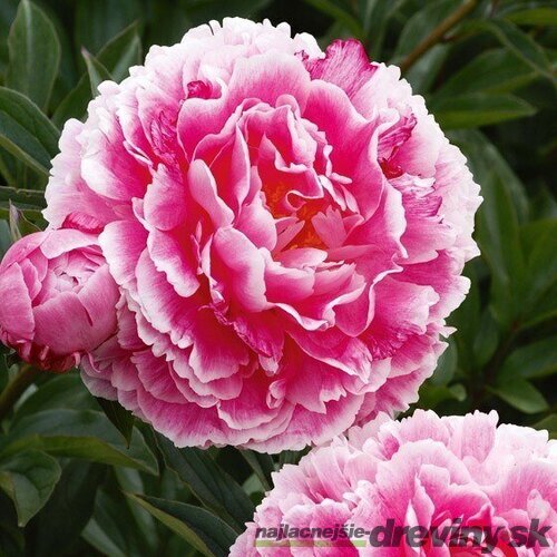 Pivónia krovitá Koningin Wilhelmina, výška 30/+ cm, v črepníku 3l Paeonia suffruticosa