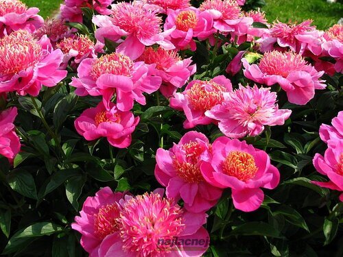 Pivónia krovitá Neon, výška 30/50 cm, v črepníku 3l Paeonia suffruticosa NEON
