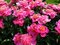 Pivónia krovitá Neon, výška 30/50 cm, v črepníku 3l Paeonia suffruticosa NEON
