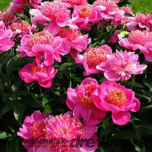 Pivónia krovitá Neon, výška 30/50 cm, v črepníku 3l Paeonia suffruticosa NEON