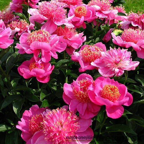 Pivónia krovitá Neon, výška 30/50 cm, v črepníku 3l Paeonia suffruticosa NEON
