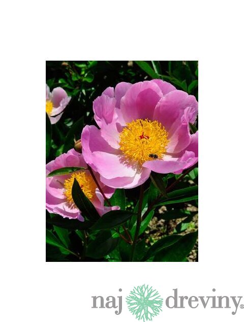 Pivónia krovitá Nymphe, v črepníku 3l Paeonia suffruticosa