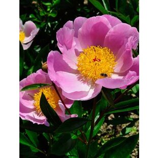 Pivónia krovitá Nymphe, v črepníku 3l Paeonia suffruticosa