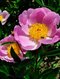 Pivónia krovitá Nymphe, v črepníku 3l Paeonia suffruticosa