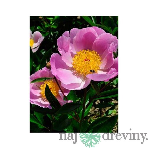 Pivónia krovitá Nymphe, v črepníku 3l Paeonia suffruticosa