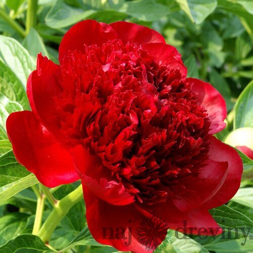 Pivónia krovitá Red Charm 30/40 cm, v črepníku 3l Paeonia suffruticosa