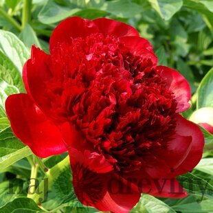 Pivónia krovitá Red Charm 30/40 cm, v črepníku 3l Paeonia suffruticosa
