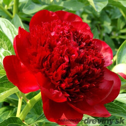Pivónia krovitá Red Charm 30/40 cm, v črepníku 3l Paeonia suffruticosa