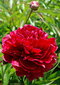 Pivónia krovitá Red Sarah Bernhardt , v črepníku Paeonia suffruticosa