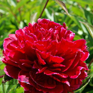 Pivónia krovitá Red Sarah Bernhardt , v črepníku Paeonia suffruticosa