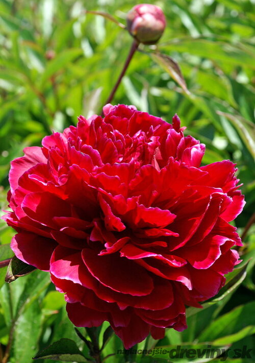 Pivónia krovitá Red Sarah Bernhardt , v črepníku Paeonia suffruticosa