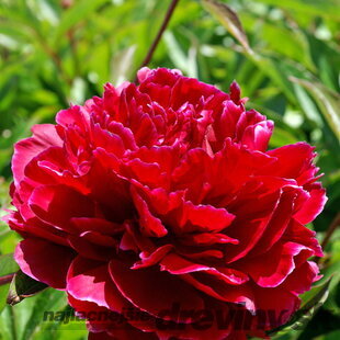 Pivónia krovitá Red Sarah Bernhardt , v črepníku Paeonia suffruticosa