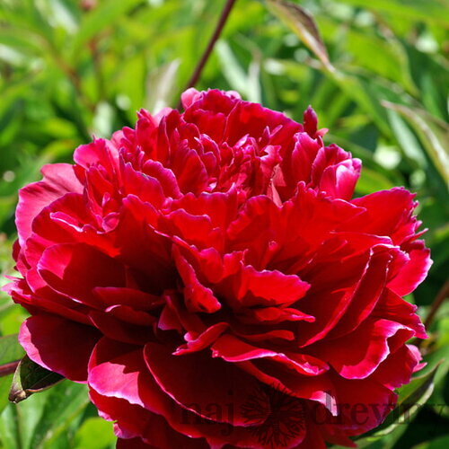 Pivónia krovitá Red Sarah Bernhardt , v črepníku Paeonia suffruticosa