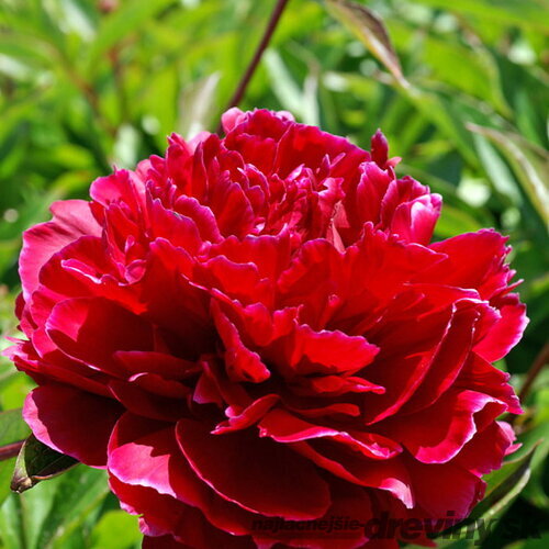 Pivónia krovitá Red Sarah Bernhardt , v črepníku Paeonia suffruticosa