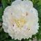 Pivónia krovitá Shirley Temple, v črepníku Paeonia lactiflora